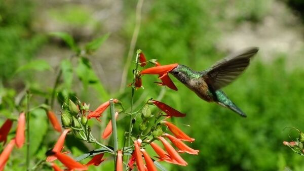 Hummingbird on flowers