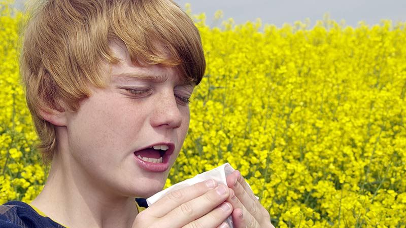 Child Sneezing in a field of yellow flowers from allergies related to pollen. 